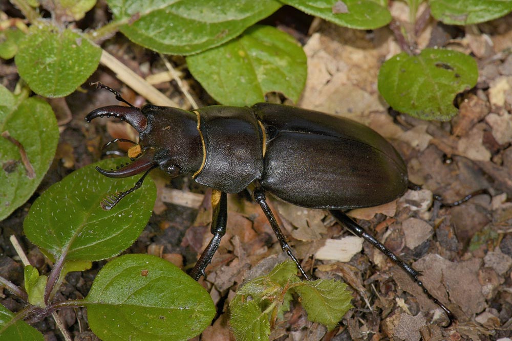 Lucanus tetraodon femmina, Lucanidae